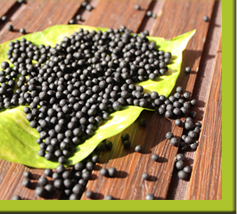 GranuleOrganicManure